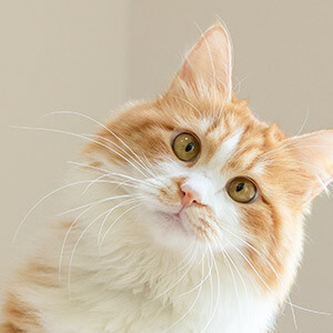 股票理财_网络投资理财被骗怎么报案_投资理财被骗追回损失方法